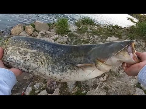 VARALICOM NA SOMA (catfish fishing)