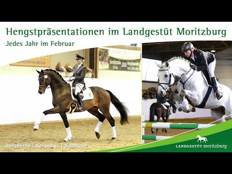 Hengstpräsentation 2020 | Teil II