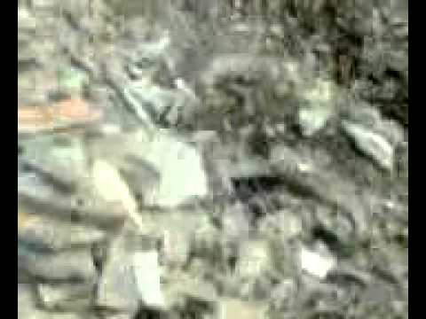 Se fura ca-n... "Codru Moma"