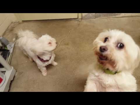 Diamond and Ruby, an adopted Maltese in West Milford, NJ_image-1