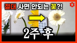 [실험주의] ✅️ 이 영상을 보기 전에 절대 꽃을 사지마시오ㅣ오~래 볼 수 있는 가성비 1등 꽃은 장미가 아…