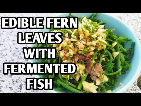 EDIBLE FERN LEAVES WITH FERMENTED FISH RECIPE