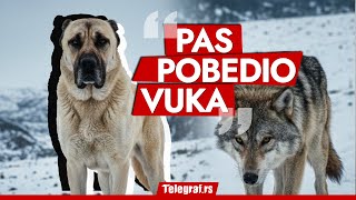 Pas od 30.000 evra udavio vuka! Drama na Pešteru: Ajaz spasio stado porodice Kurtagić