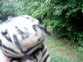 Tiger In The Jungle