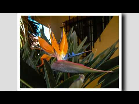 Gomera 2003 to 2013 Video