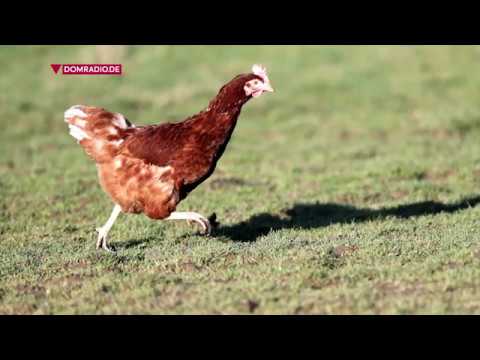 Philipp Neri – Impuls von Weihbischof Ansgar am 25.05.2018