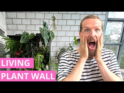 My DIY Living Wall  - Fully Automated and Plants Love It!
