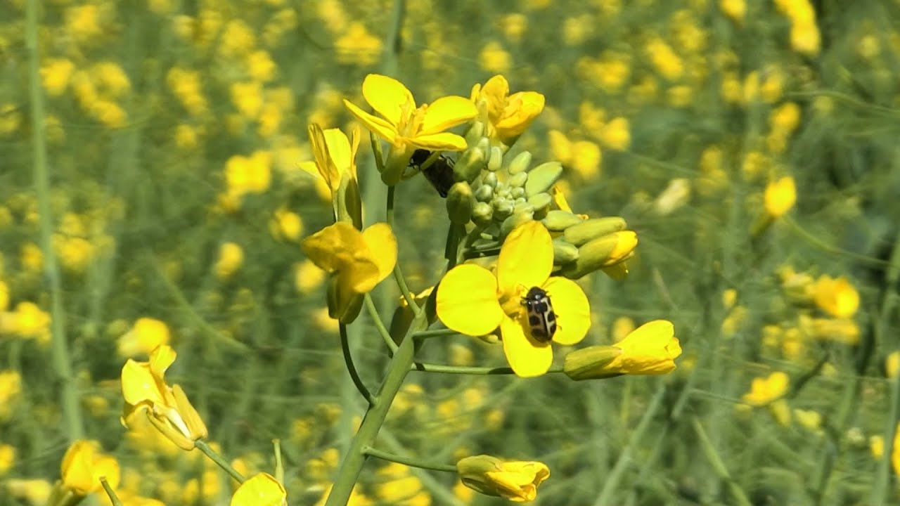 Produtores apostam no cultivo de canola no oeste do Paraná