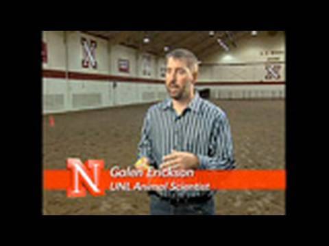 Distillers Grains as a Source of Supplemental Energy