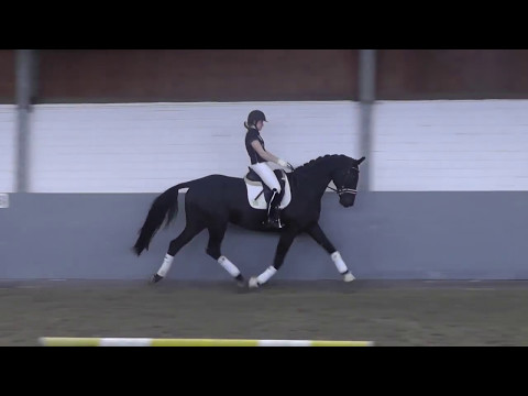 Weidenhof-Verkaufspferd: "DI MATTEAO" *2013 Hannoveraner Rappe v. Don Index