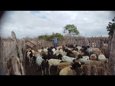 Criadores passa sufoco para alimentar seus animais por falta de chuva Jaguaruana Ceará