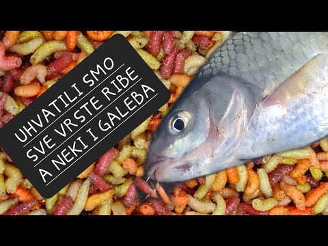 SAVA PONOVO AKTIVNA - UDARA SVE ZIVO