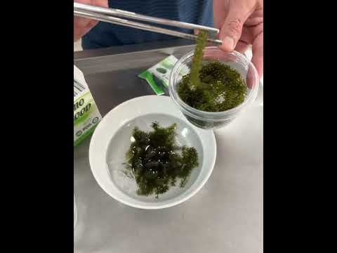 Rong Nho Tách Nước