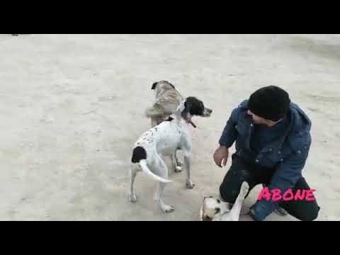 köpek ordusu yine şantiyede