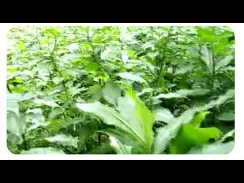 Diabetic herbal tea, packaging size: 100 g