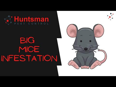 Huntsman Pest Control video.