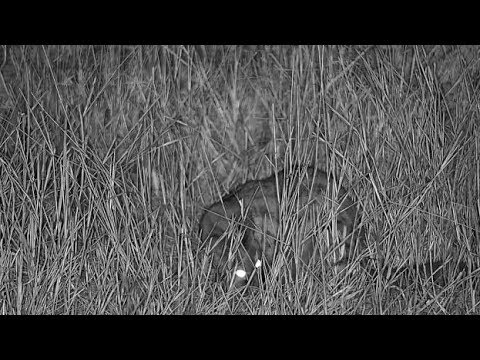Djuma: Genet catches a Bushveld Gerbil - 21:08 - 06/25/19