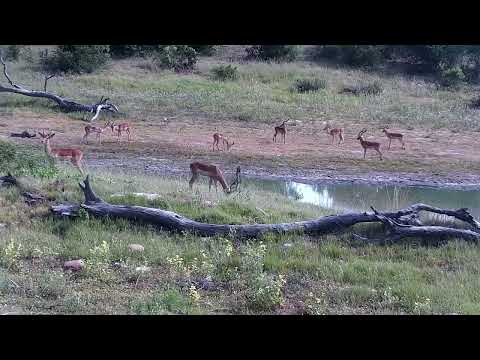 Djuma: Impalas and Wildebeests - 08:37 - 01/24/2023