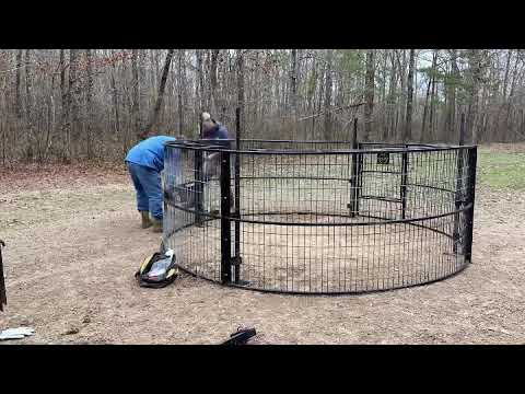 Dropped trap footage on huge wild pig sounder.