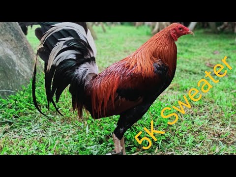 5K Sweater / Boston Roundhead