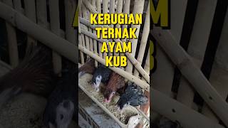 Download lagu Sisi Negatif Ternak Ayam KUB Pemula #shorts mp3