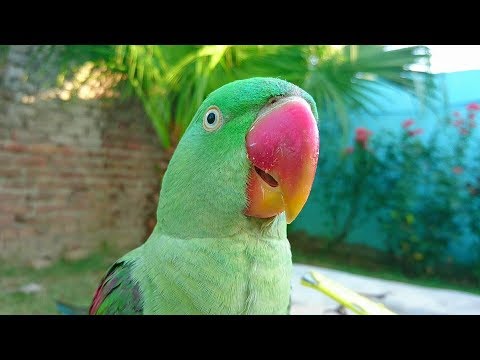 Alexandrine Parrot Natural Sounds