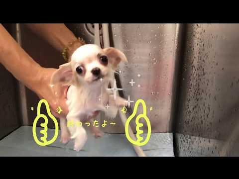 生後2ヶ月の子犬をお風呂に入れてもいいですか?