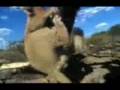 The Lion King Stampede