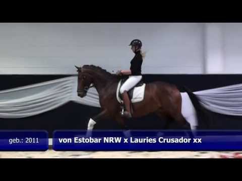 von Estobar NRW x Lauries Crusador xx