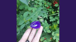 Download lagu Melangkah Semangat Terus mp3