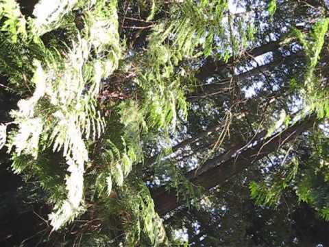 Rods/Skyfish Mystery Debunked! Use .25 Speed setting