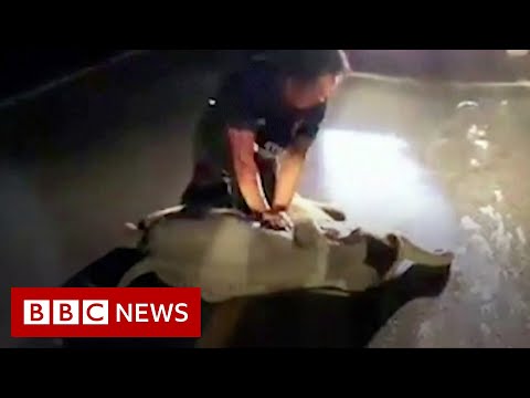 交通事故の赤ちゃんゾウがCPRで救われる - BBC ニュース (Baby elephant in road accident saved by CPR - BBC News)