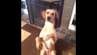 Dog Plays Dead Very Dramatically!