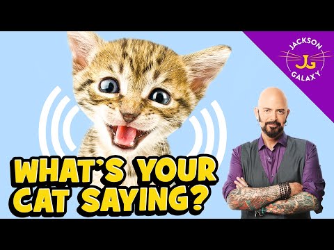 YouTube video about: What bird sounds like a cat meowing?