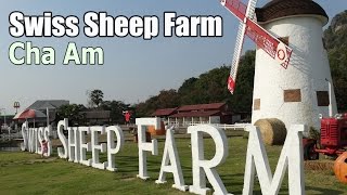 preview picture of video 'Swiss Sheep Farm Cha Am สวิส ชีพ ฟาร์ม'