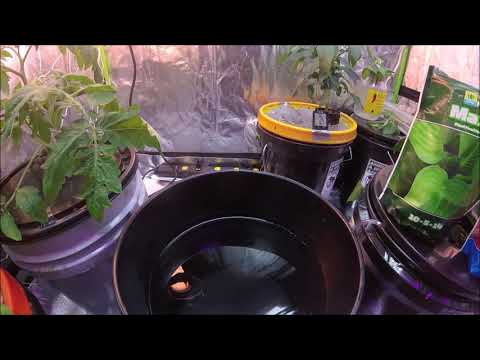 Cayenne Pepper Grow in DWC Hydroponics and Nutrient Change