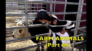 FARM ANIMALS  on the FARM  (Part 86)  PANDA COW - LOUDEST MOO / Babies, Toddlers, Preschool, K-3