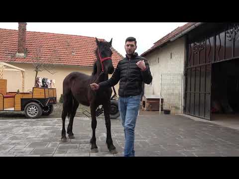 Caii lui Ema de la Sard, Alba - 2021 Nou!!!