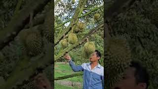 Download lagu #music #remix #electronicmusic #dj #edm #fruit #honeybeesting #durian #honeybeedance #fruitcutting mp3 Download lagu #music #remix #electronicmusic #dj #edm #fruit #honeybeesting #durian #honeybeedance #fruitcutting mp3