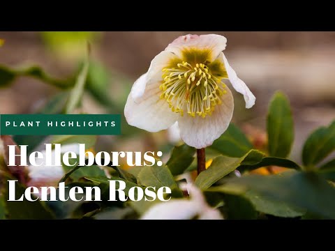 , title : 'Hellebore Care & How to Grow Them | Fairview Garden Center'