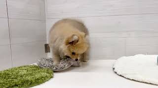 ハーフ犬の動画01