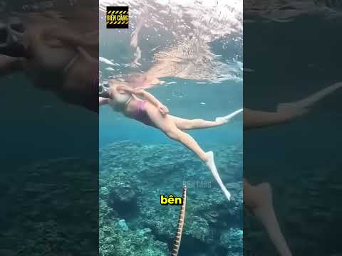 Khoảnh Khắc Rắn Biển Tấn Công Khiến Mọi Người Nín Thở!