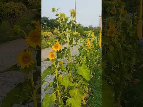 Sunflowers #chiranjeev #telugu #kolkata #ecopark #yellow