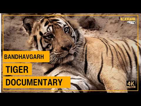 Bandhavgarh Tiger Safari-Three Dominant Male Tigers of Bandhavgarh 👑| #yt  #bandhavgarhtigerreserve 