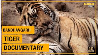 Bandhavgarh Tiger Safari-Three Dominant Male Tigers of Bandhavgarh 👑| #yt  #bandhavgarhtigerreserve MQDEFAULT Thumbnail
