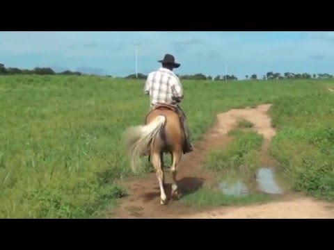 tres criollos de toro solo