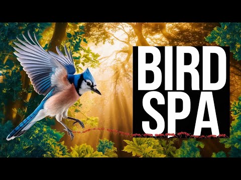 Bird Spa : How birds clean themselves-The process of Anting 🐜