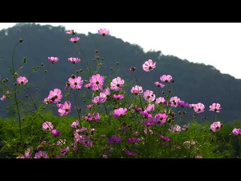 YouTube 영상 썸네일