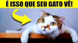 Seu gato NÃO vê você como humano – Descubra o que você REALMENTE é para ele (preste atenção!)