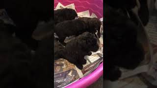 Bouvier des Flandres Puppies Videos